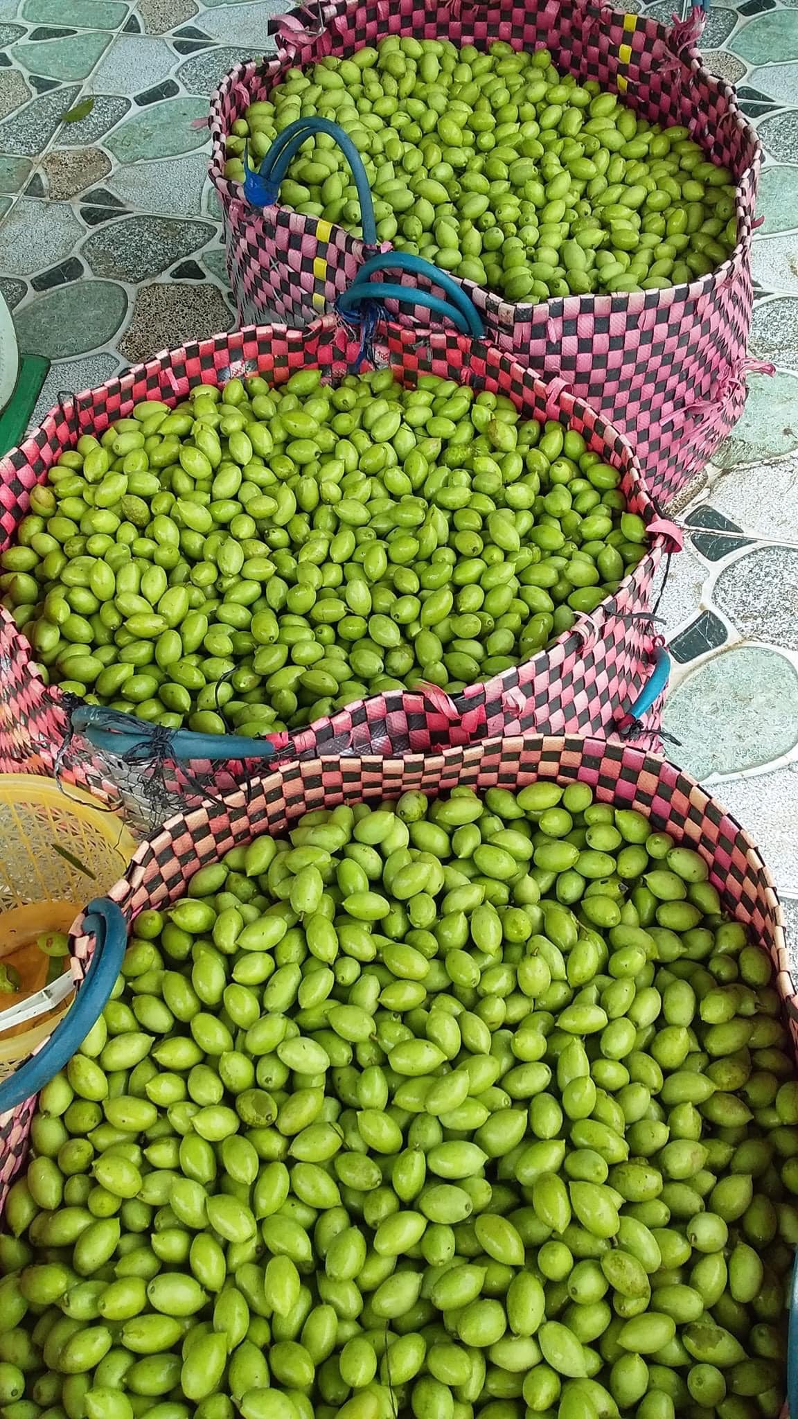 Cây giống cà na thái 17 Thu hoạch cà na thái