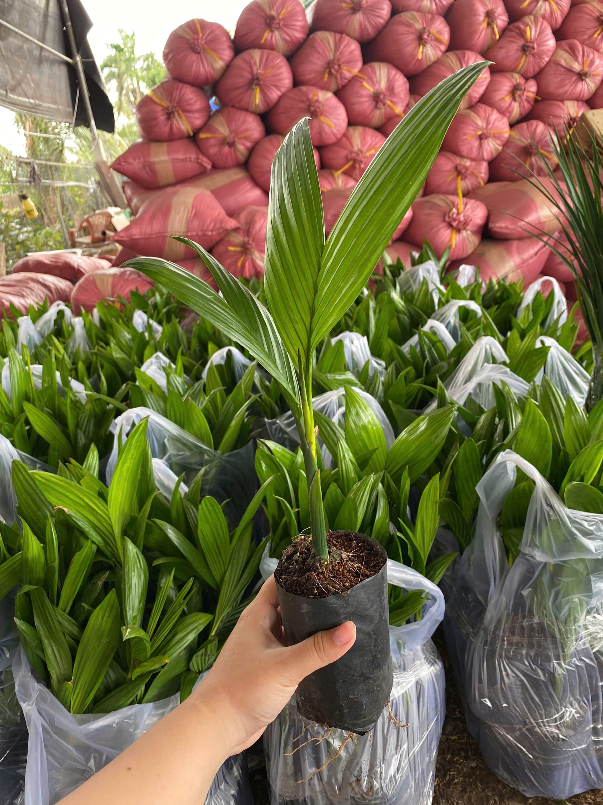 Cây giống cau trái dài xuất khẩu (cau ta) 26 Cây giống cau ta trái dài ươm hạt từ cây mẹ đầu dòng năng suất cao
