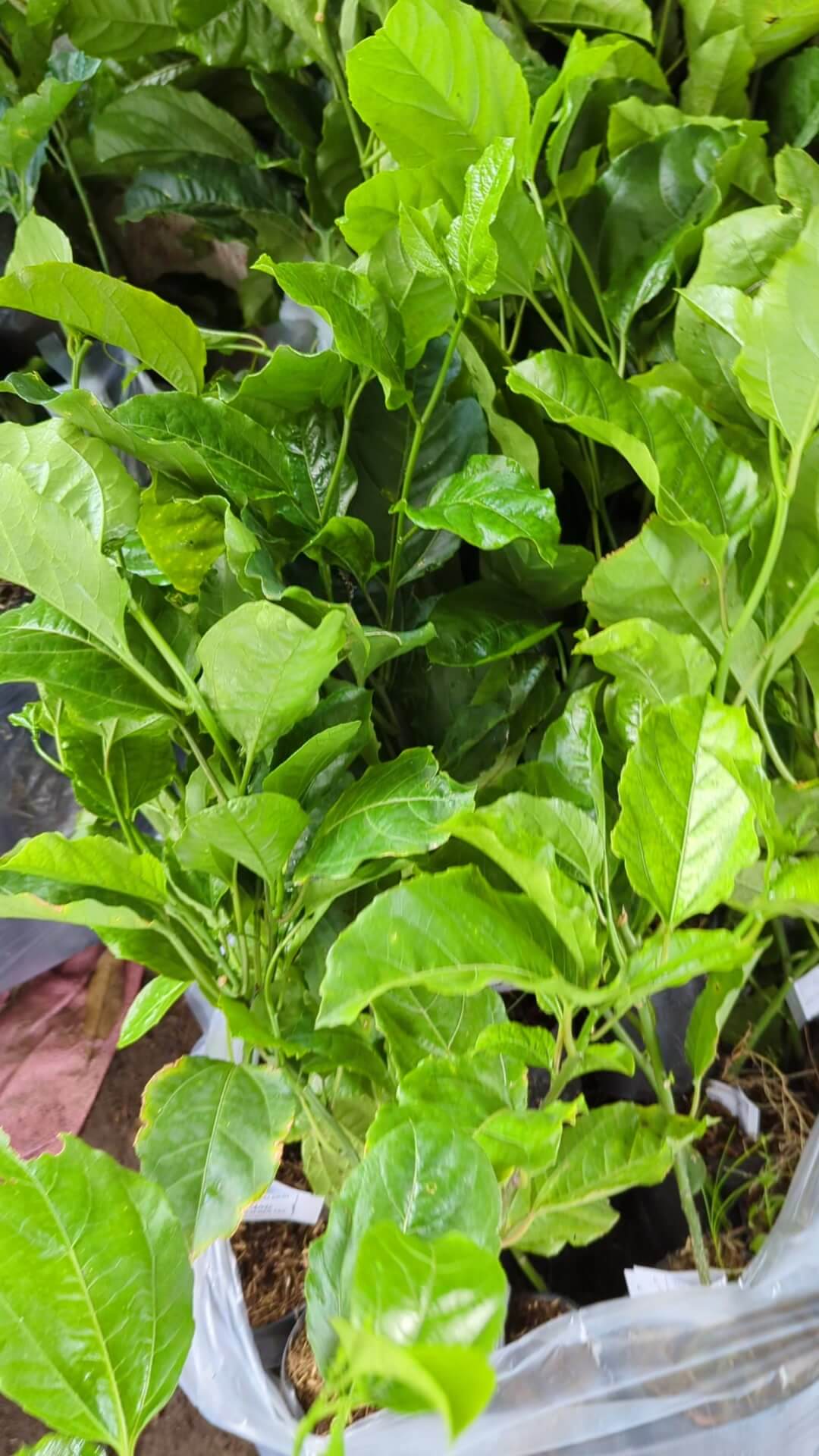 Cây giống chanh dây vàng (thường, chua) do Phúc An cung cấp