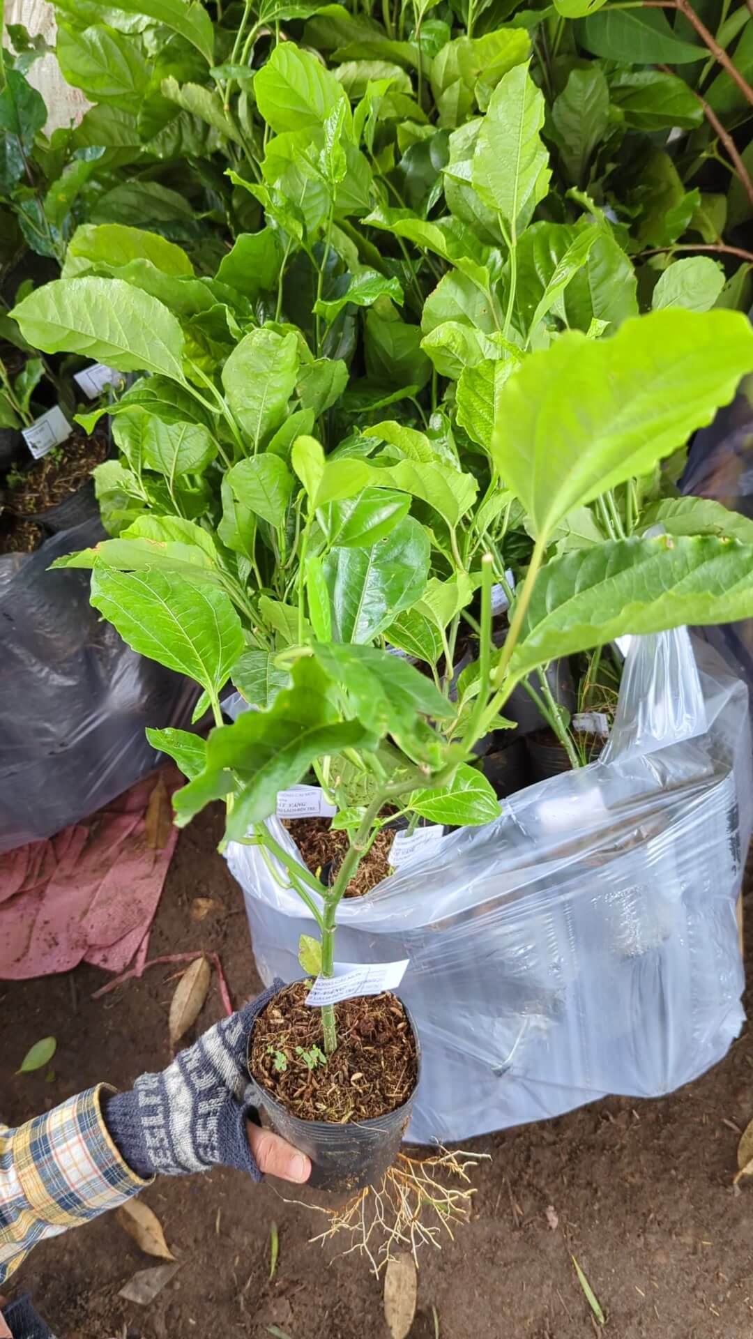Cây giống chanh dây vàng (thường, chua) do Phúc An cung cấp