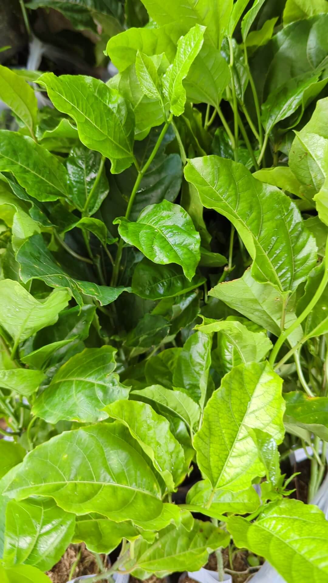 Lô chanh dây vàng Phúc An giao khách