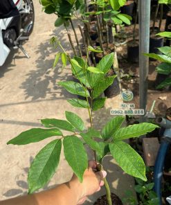 Cây giống chôm chôm indo