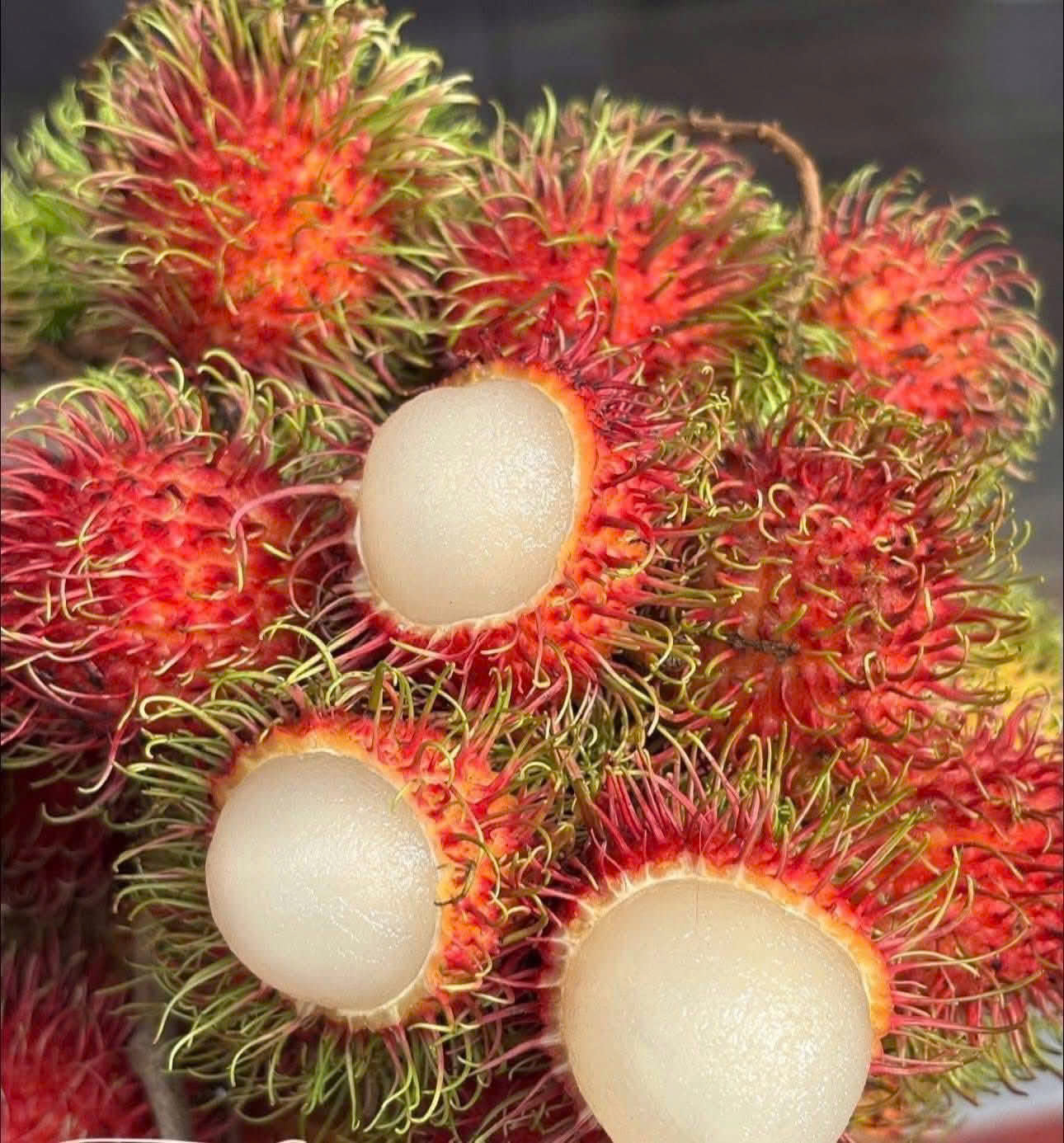 Cây giống chôm chôm indo 18 Thu hoạch trái chôm chôm Indonesia năng suất cao Phúc An