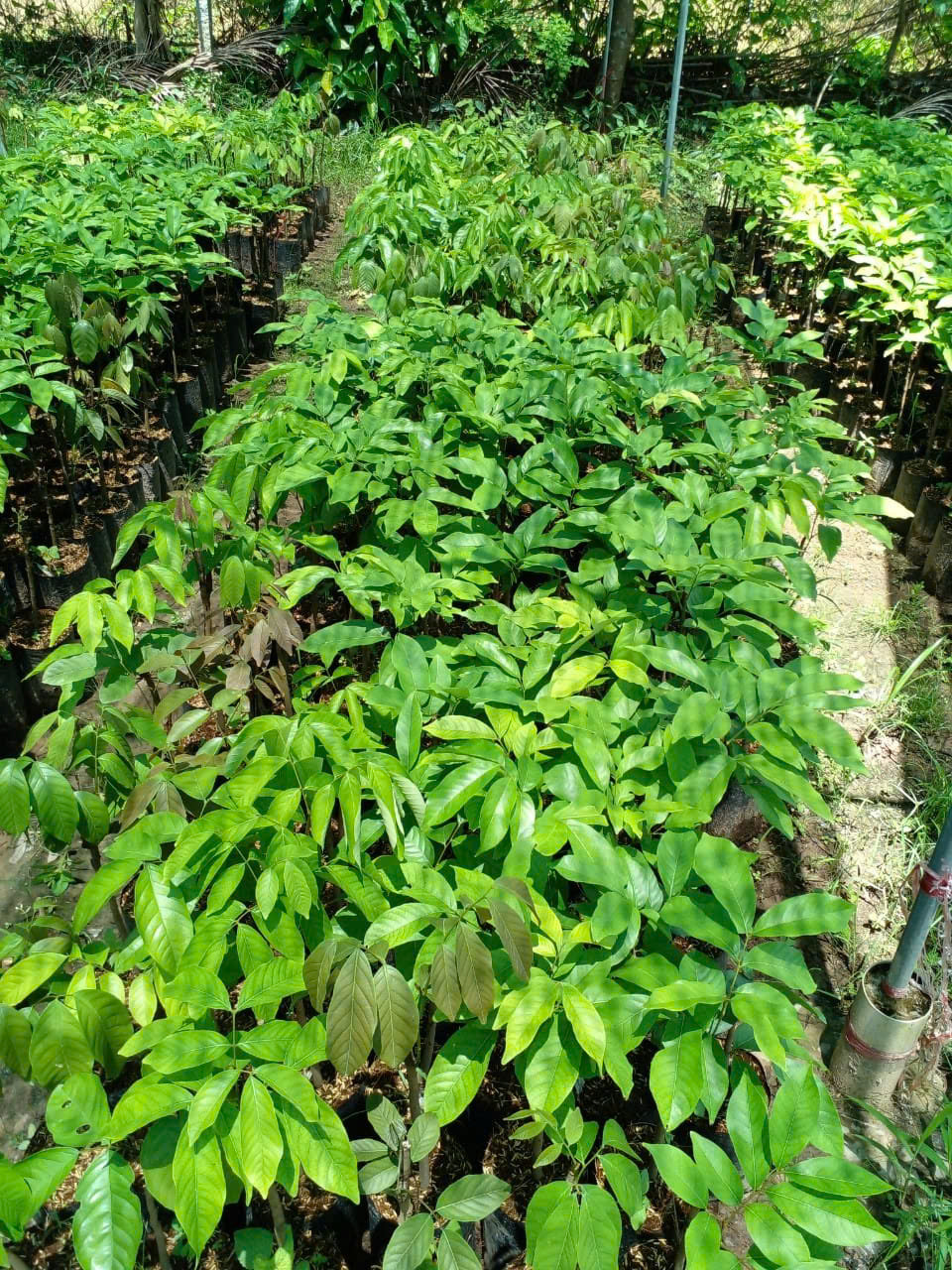 Cây giống chôm chôm indo 21 Lô cây giống chôm chôm Indo xanh tốt tại Cây Giống Phúc An