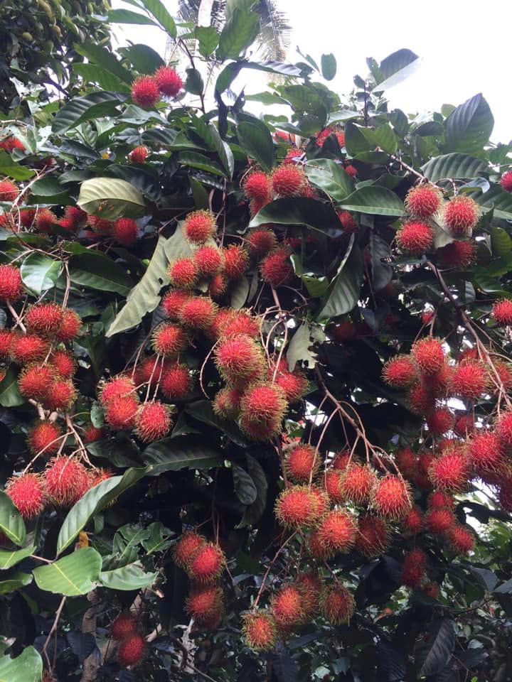 Cây giống chôm chôm indo 19 Chùm trái chôm chôm Indonesia chín đỏ trên cây