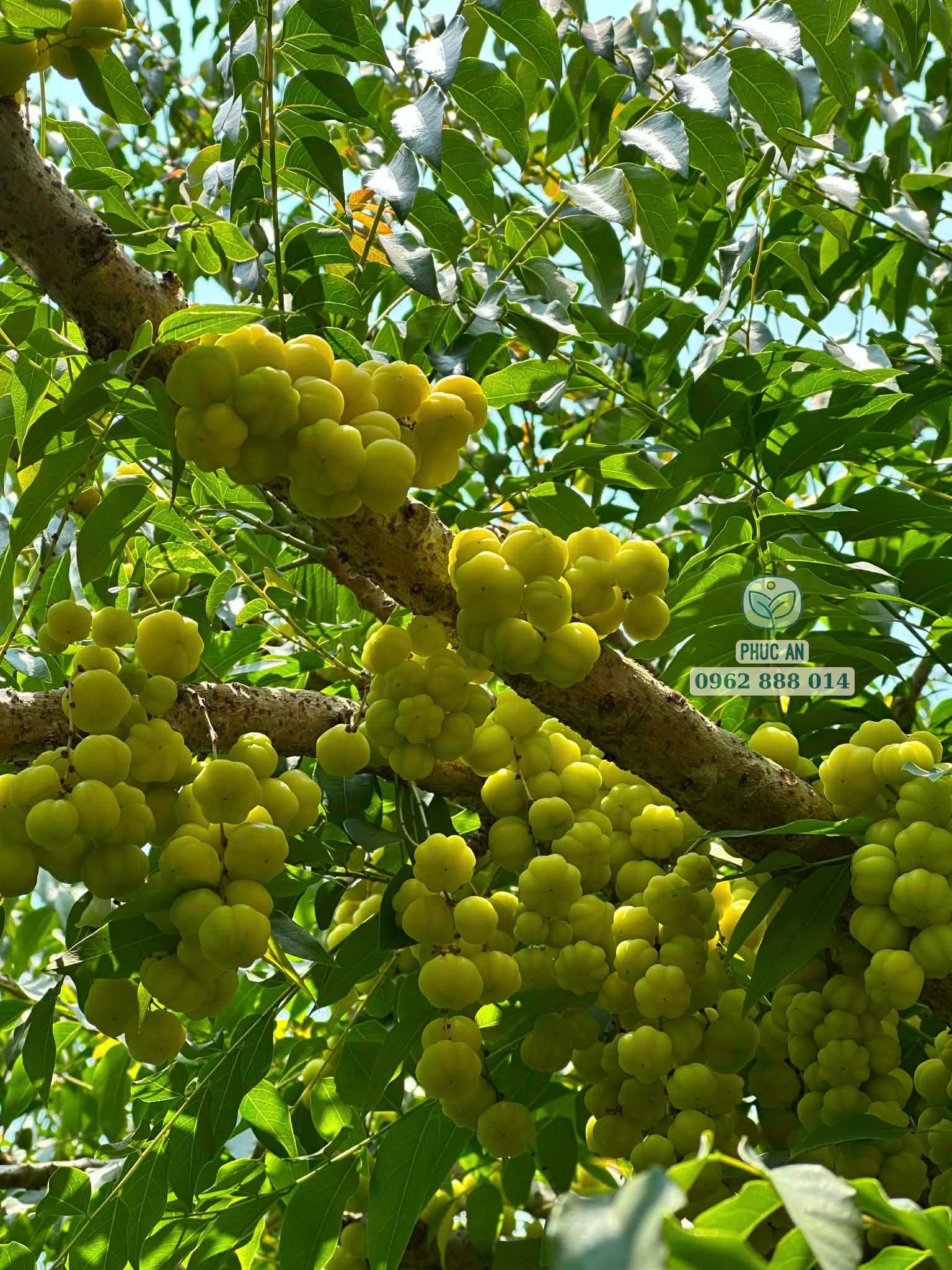 Cây giống chùm ruột nhanh cho trái năng suất cao tại Phúc An