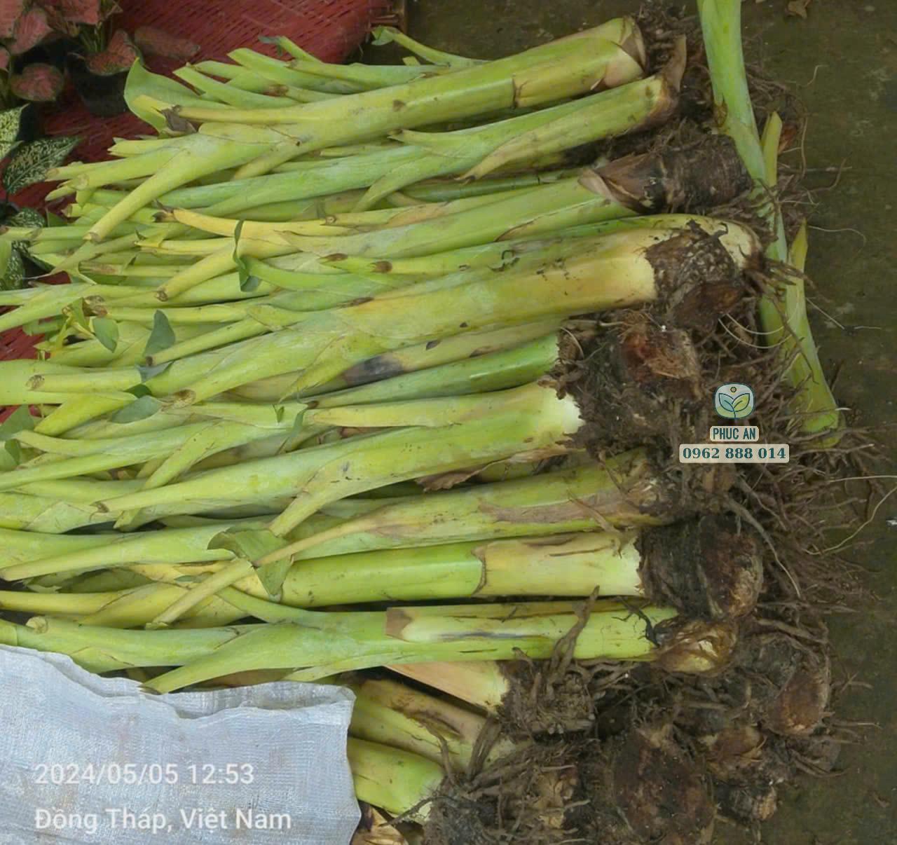 Cây giống chuối xiêm trắng 24 Cây giống chuối xiêm trắng cho quả năng suất cao Phúc An