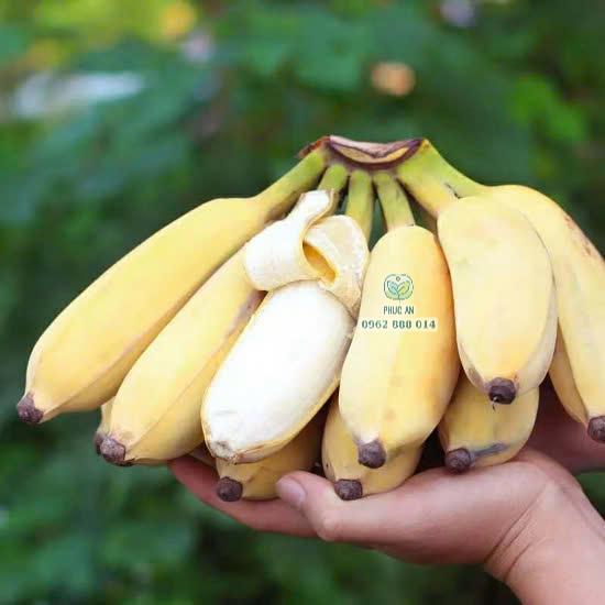 Cây giống chuối xiêm trắng 22 Nải chuối xiêm trắng chín vàng đều quả to tròn Phúc An