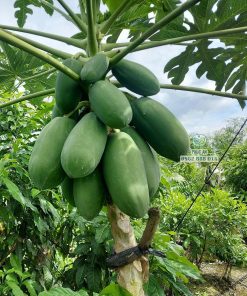 Cây giống đu đủ thái ruột vàng