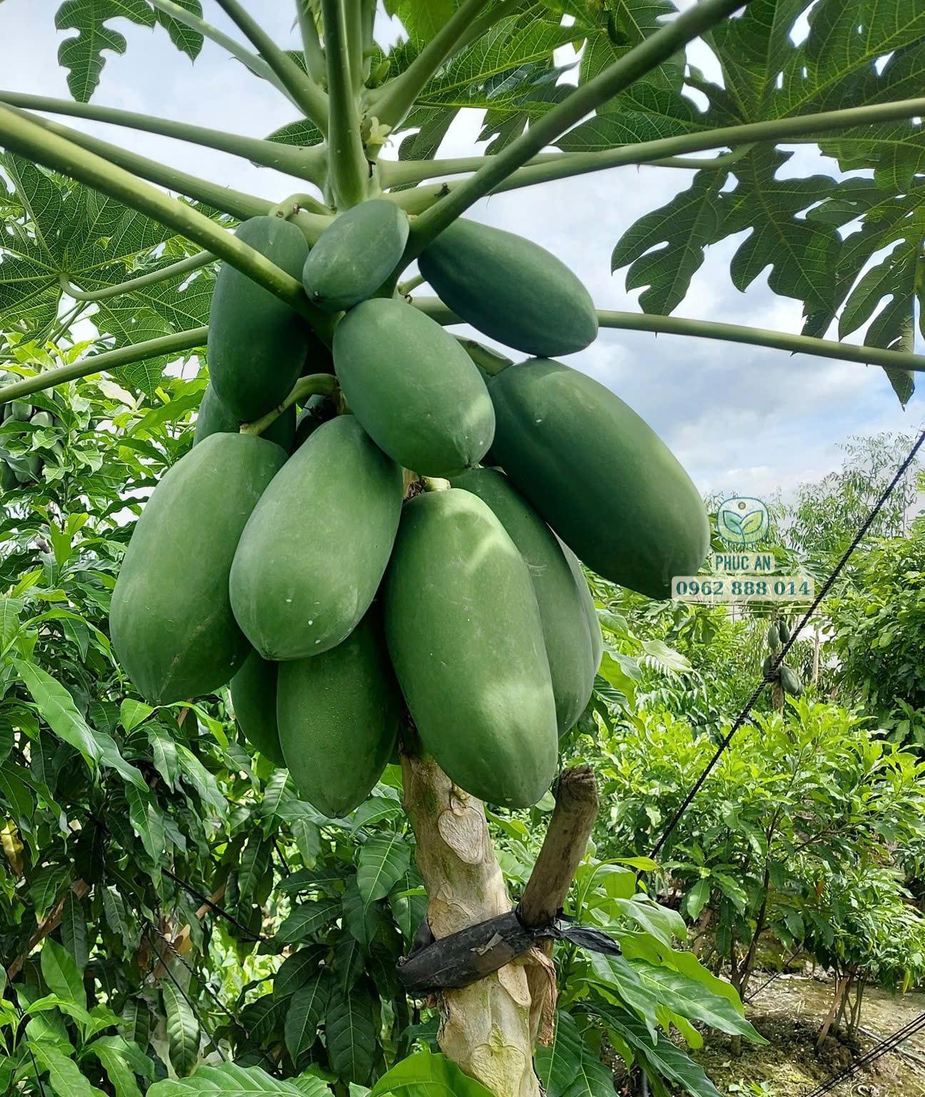 Cận cảnh chùm quả đu đủ Thái ruột vàng mọc dày đặc tại Phúc An