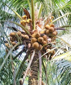 Cây giống dừa mã lai bầu