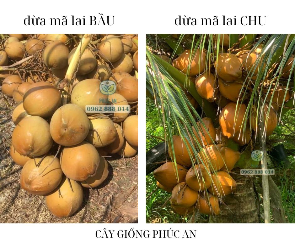 Cây giống dừa mã lai bầu 43 Phân biệt dừa mã lai bầu và dừa mã lai chu