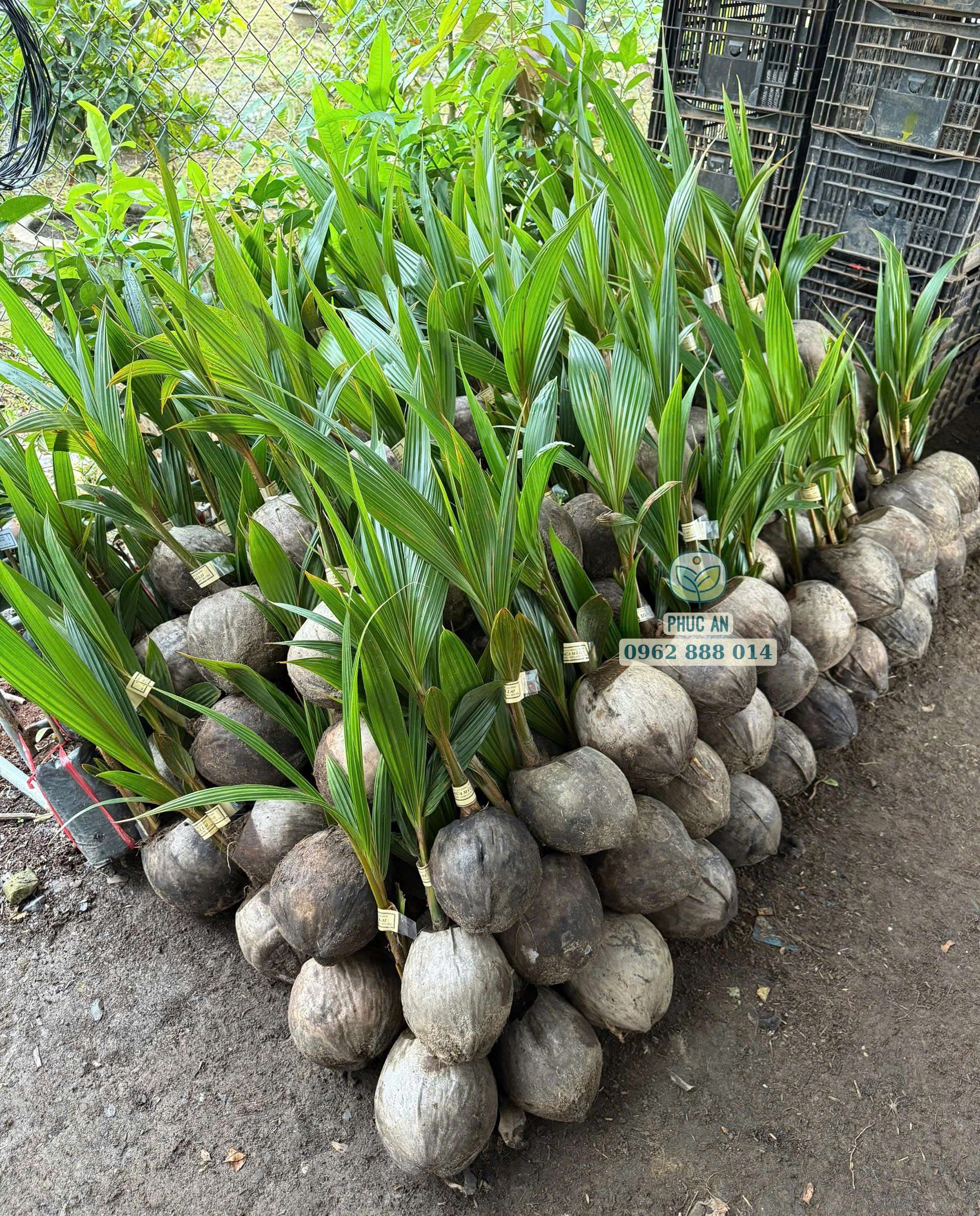 Cây giống dừa mã lai bầu 45 Lô cây giống dừa mã lai bầu giao cho khách hàng
