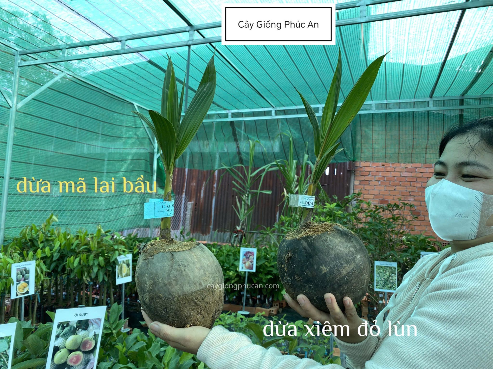 Cây giống dừa mã lai bầu 41 Phân biệt dừa mã lai bầu và dừa xiêm đỏ lùn