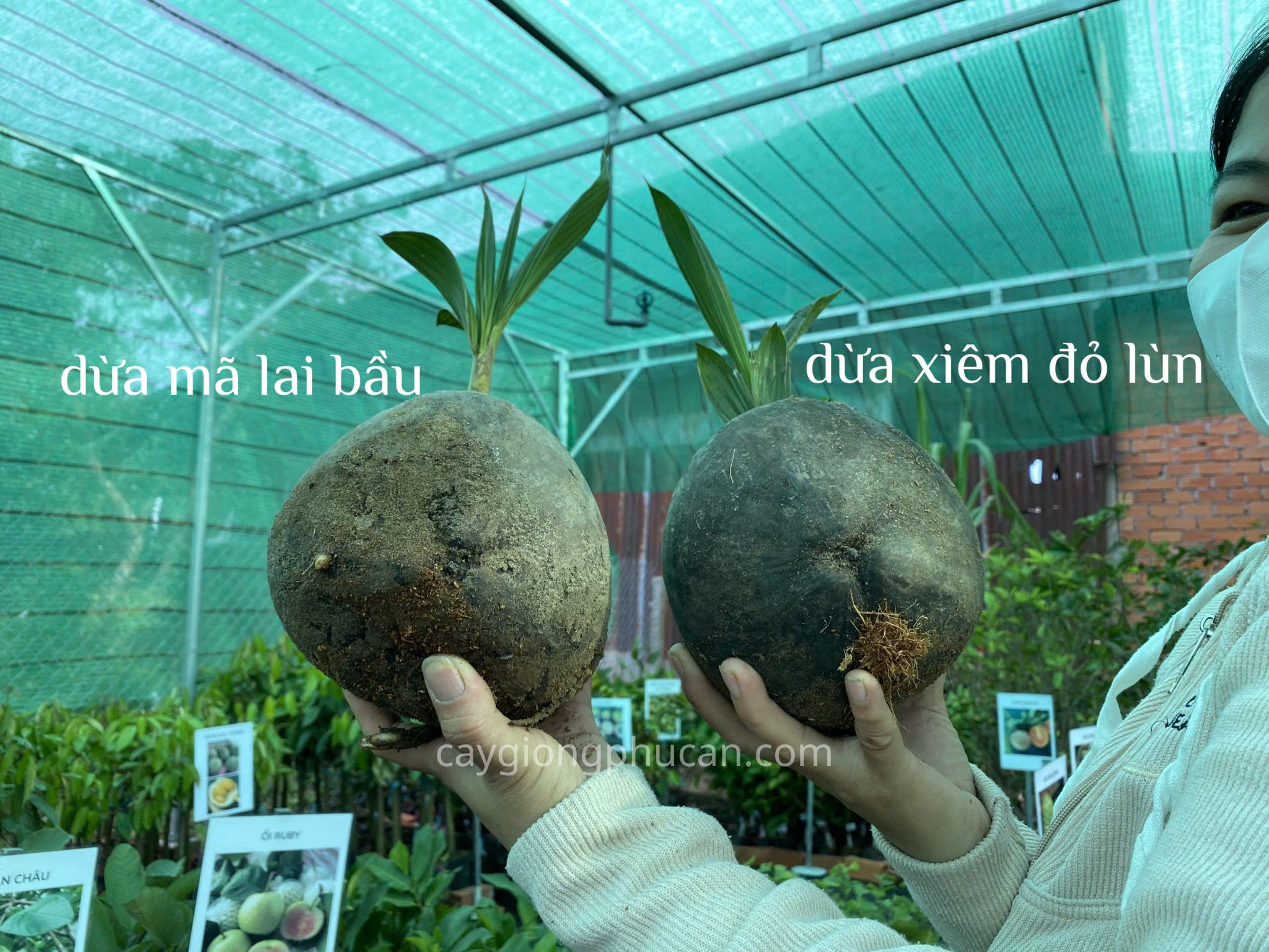 Cây giống dừa mã lai bầu 42 Phân biệt dừa mã lai bầu và dừa xiêm đỏ lùn