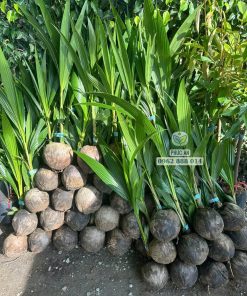 Cây giống dừa xiêm xanh lùn