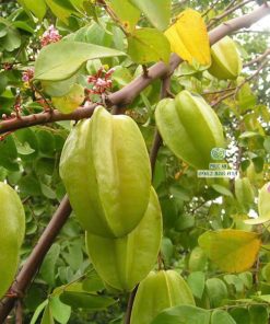 Cây giống khế chua