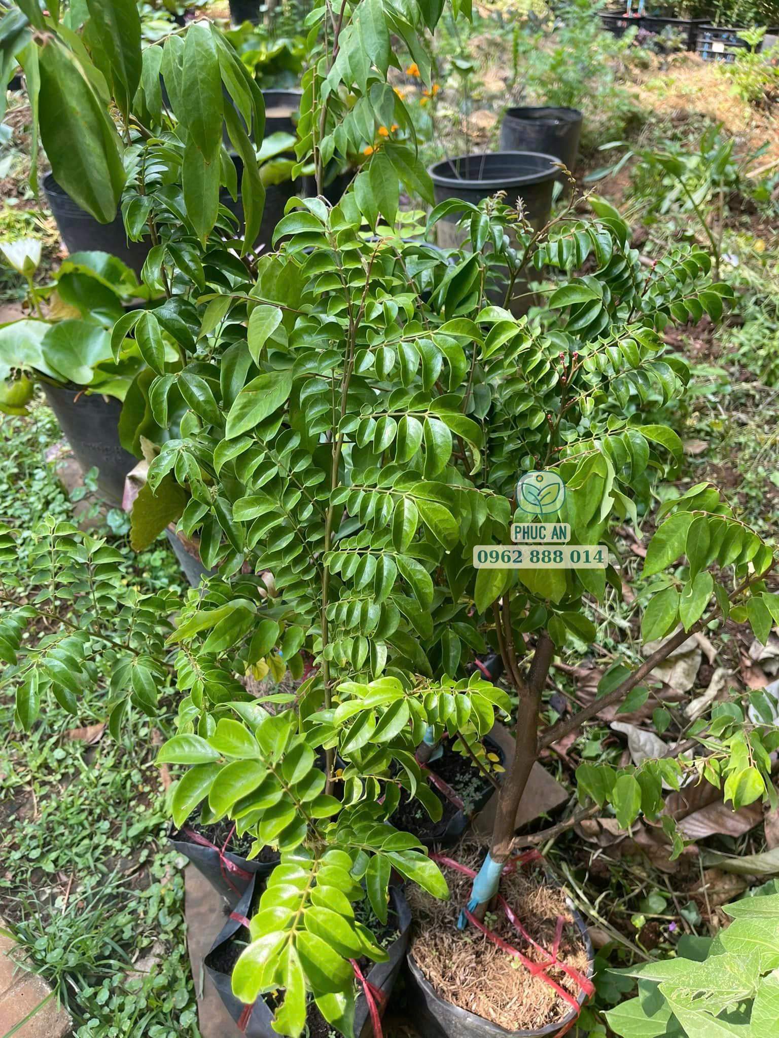 Cây giống khế chua 27 Cây khế chua giống lá xanh tươi tốt tại vườn Phúc An