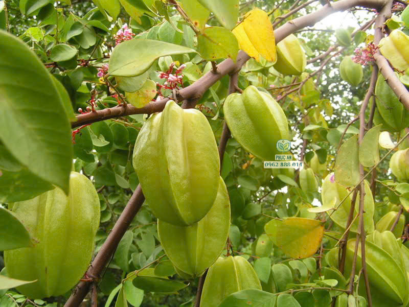 Cây giống khế chua 25 Cận cảnh quả khế chua chín mọng giàu dinh dưỡng tại Phúc An