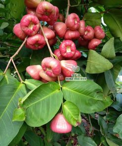 Cây giống mận đào đá