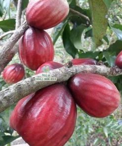 Cây giống mận điều đỏ