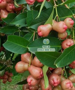 Cây giống mận hồng st