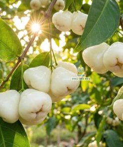 Cây giống mận trắng sữa