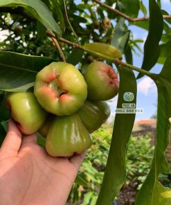 Cây giống mận xanh đường Sóc Trăng