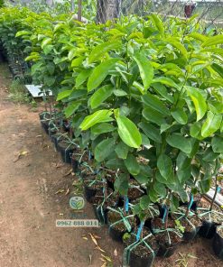Cây giống mãng cầu xiêm Thái (cây lỡ)