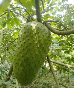 Cây giống mãng cầu xiêm Thái ghép gốc bình bát