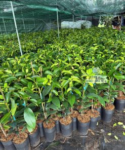 Cây giống măng cụt ta ghép