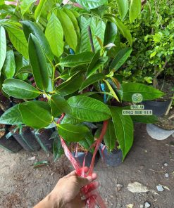 Cây giống măng cụt Thái (cây ghép)