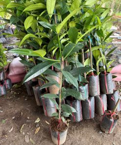 Cây giống măng cụt ươm hạt cao 1m