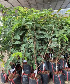 Cây giống me thái