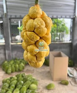Cây giống mít mã lai (rút cùi)