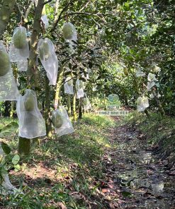 Cây giống mít thái siêu sớm