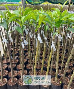 Cây giống mít tố nữ