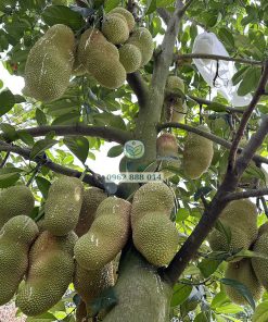 Cây giống mít tố nữ vị sầu riêng