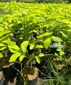 Cây giống na Đài Loan (na dứa)