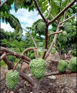 Cây giống na sầu riêng