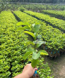 Cây giống na thái (hoàng hậu)