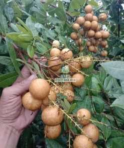Cây giống nhãn long phụng châu