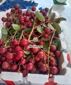 Cây giống nhãn long tím