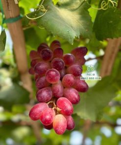 Cây giống nho ngón tay đỏ
