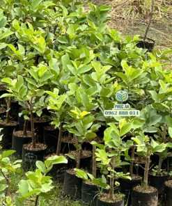 Cây giống ổi mật thủy đào