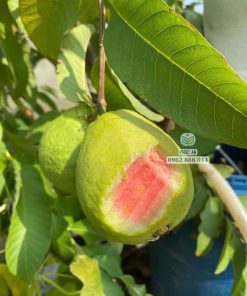 Cây giống ổi trân châu