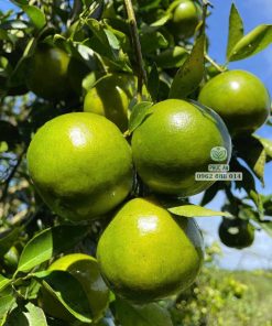 Cây giống quýt đường