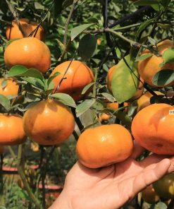 Cây giống quýt hồng