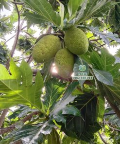 Cây giống Sa kê
