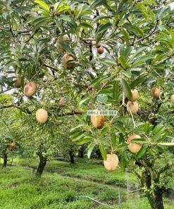 Cây giống sapo Cần Thơ